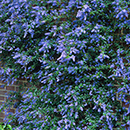 Ceanothus thyrsiflorus var repens Pyramid 17cm