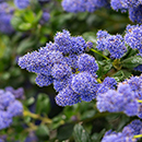 Ceanothus thyrsiflorus var repens Pyramid 17cm