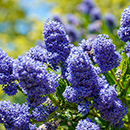 Ceanothus thyrsiflorus var repens Pyramid 17cm