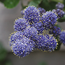 Ceanothus thyrsiflorus var repens Pyramid 17cm