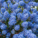 Ceanothus thyrsiflorus var repens Pyramid 17cm