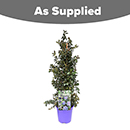 Ceanothus thyrsiflorus var repens Pyramid 17cm
