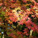 Acer palmatum Orange Dream 3L Gift Wrap