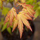 Acer palmatum Orange Dream 3L Gift Wrap
