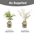 Acer palmatum Orange Dream 3L Gift Wrap