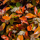 Photinia 'Little Red Robin' 65-90cm standard Gift Wrap