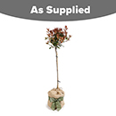 Photinia 'Little Red Robin' 65-90cm standard Gift Wrap