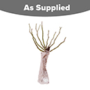 Rose 'Double Delight' bare root