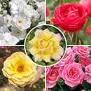 Garden Glamour 'Repeat-Flowering' Rose Bush Collection  x 5 Bare root plants