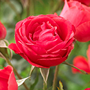 Garden Glamour 'Repeat-Flowering' Rose Bush Collection  x 5 Bare root plants