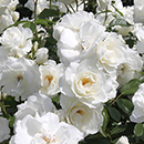 Garden Glamour 'Repeat-Flowering' Rose Bush Collection  x 5 Bare root plants