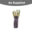 Garden Glamour 'Repeat-Flowering' Rose Bush Collection  x 5 Bare root plants