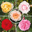 Old English Shrub Rose Collection bare root x 5