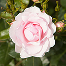 Old English Shrub Rose Collection bare root x 5