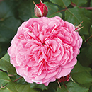 Old English Shrub Rose Collection bare root x 5