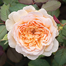 Old English Shrub Rose Collection bare root x 5