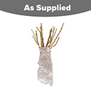 Old English Shrub Rose Collection bare root x 5