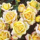 Rose Flower carpet Gold 4L potted