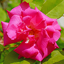 Rose Climbing Zephirine Drouhin 4L pot