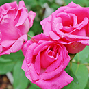 Rose Climbing Zephirine Drouhin 4L pot