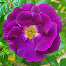 Rose Rhapsody in Blue 4L pot