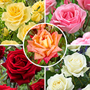 Rose Hybrid Tea Bare Root Collection