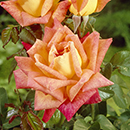Rose Hybrid Tea Bare Root Collection
