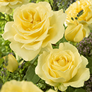 Rose Hybrid Tea Bare Root Collection