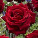 Rose Hybrid Tea Bare Root Collection