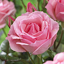 Rose Hybrid Tea Bare Root Collection