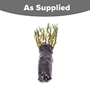 Rose Hybrid Tea Bare Root Collection