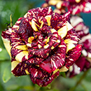 Rose Abracadabra bare root