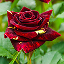 Rose Abracadabra bare root