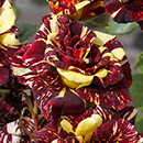 Rose Abracadabra bare root