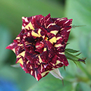 Rose Abracadabra bare root
