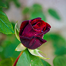 Rose Black Baccara 4L pot
