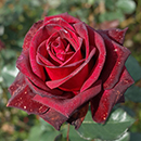 Rose Black Baccara 4L pot