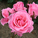 Rose Queen Elizabeth bare root (pink) single