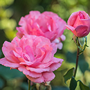 Rose Queen Elizabeth bare root (pink) single