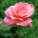 Rose Queen Elizabeth bare root (pink) single