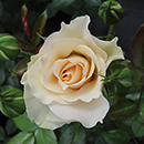 Rose Cotton Wedding 2nd Anniver. 4L