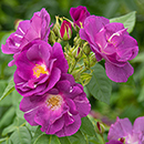 Rose Sapphire Wedding 45th Anniver. 4L