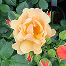 Rose Simple Gold 3L-4L potted