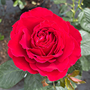 Rose Carris 4L pot