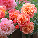 Rose Climbing Peach Melba 4L pot