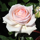 Rose Platinum 70th Wedding 4L pot