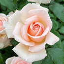 Rose Platinum 70th Wedding 4L pot