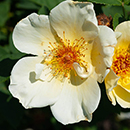 Rose Simple Yellow 4L pot