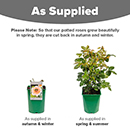 Rose Rob Burrow MND 4L pot C