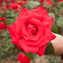 Rose My Valentine 3L-4L pot